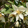 Fairy White Michelia