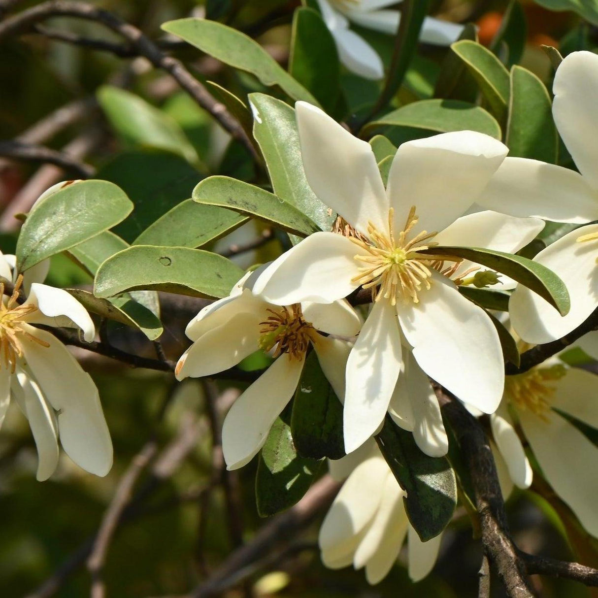 Fairy White Michelia - Michelia 'Fairy White'-Evergreen,Flowering,Moderate Water,Ornamental,Outdoor,Partial Shade,Slow Growing-Nursery Near Me