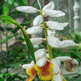 False Cardamom - Alpinia nutans-Evergreen,Flowering,Moderate Growing,Moderate Water,Outdoor,Partial Shade,Tropical-Nursery Near Me