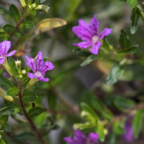 False Heather - Cuphea hyssopifolia-Evergreen,Fast Growing,Flowering,Moderate Water,Outdoor,Partial Shade,Screening-Nursery Near Me