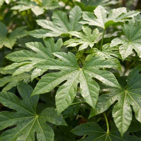 Large, glossy green leaves with deep lobes showcase the tropical appeal of Fatsia japonica 'Aralia' in bright natural light.