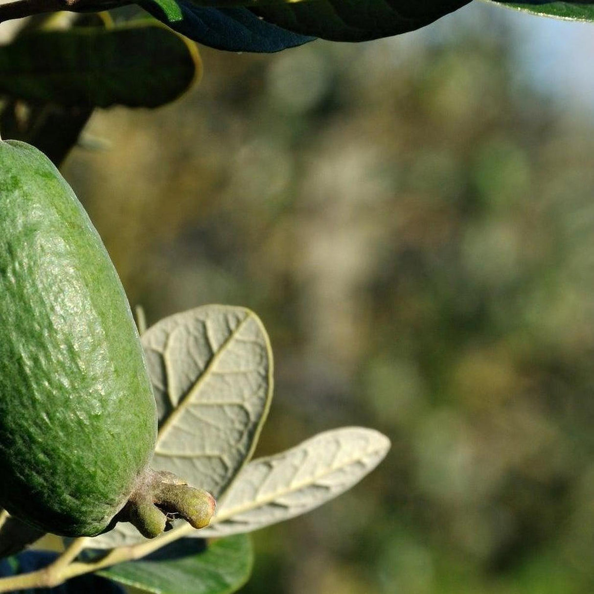 Feijoa - White Goose Acca sellowiana-Evergreen,Fruiting,Full Sun,Moderate Growing,Moderate Water,Outdoor,Tree-Nursery Near Me