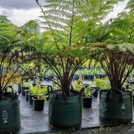 Fern Tree - Cyathea cooperi-Evergreen,Fast Growing,Fern,High Water,Native,Outdoor,Partial Shade,Tree-Nursery Near Me