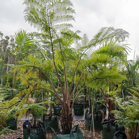 Fern Tree - Cyathea cooperi-Evergreen,Fast Growing,Fern,High Water,Native,Outdoor,Partial Shade,Tree-Nursery Near Me