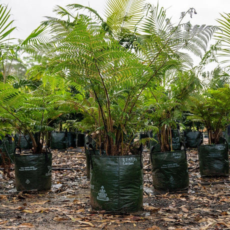 Fern Tree - Cyathea cooperi-Evergreen,Fast Growing,Fern,High Water,Native,Outdoor,Partial Shade,Tree-Nursery Near Me