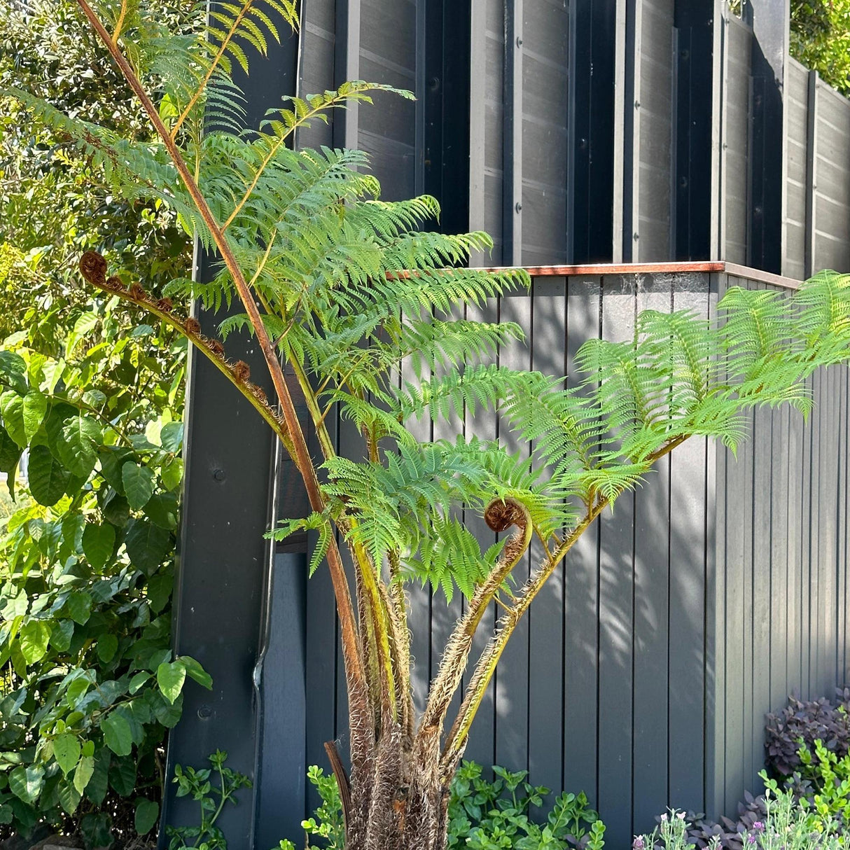 Fern Tree - Cyathea cooperi-Evergreen,Fast Growing,Fern,High Water,Native,Outdoor,Partial Shade,Tree-Nursery Near Me