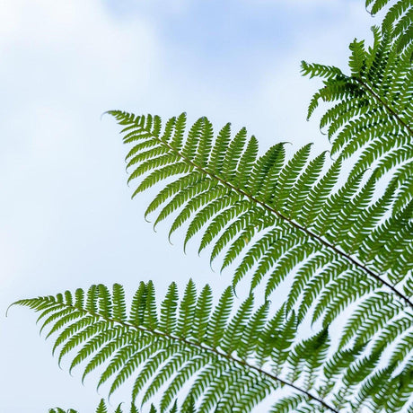 Fern Tree - Cyathea cooperi-Evergreen,Fast Growing,Fern,High Water,Native,Outdoor,Partial Shade,Tree-Nursery Near Me