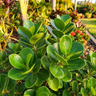 Ficus ‘Green Island’