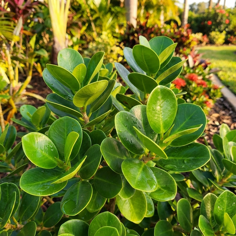 Close-up of lush, green foliage on a Ficus ‘Green Island’ (Ficus microcarpa) shrub in a sunlit garden—ideal as a low-maintenance hedge for adding vibrant color to your landscape.