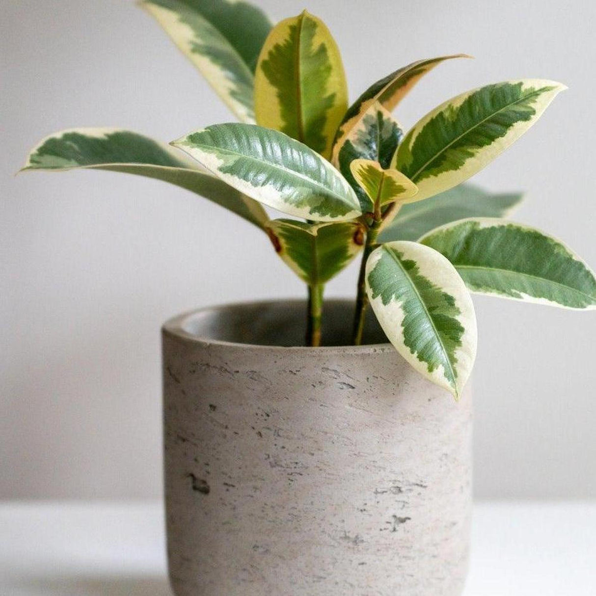 rubber tree light green Ficus Tineke Rubber Plant - Ficus elastica Tineke