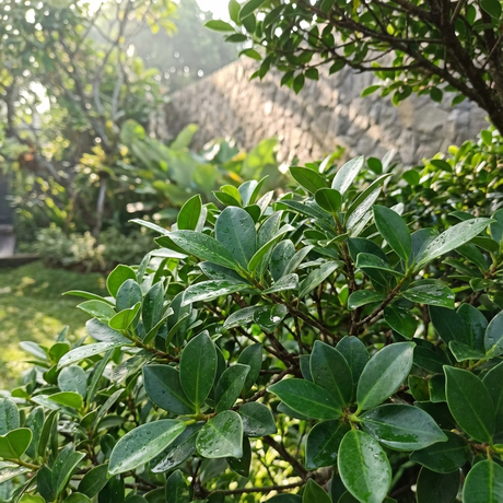 The glossy green leaves of Ficus hillii ‘Emerald’ shimmer with water droplets, creating a lush screen against a stone wall and garden backdrop.