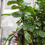 Fiddle Leaf Fig - Ficus Lyrata-Evergreen,Indoor,Moderate Water,Ornamental,Partial Shade,Slow Growing,Tree-Nursery Near Me