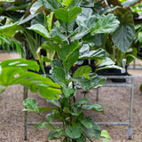 Fiddle Leaf Fig - Ficus Lyrata-Evergreen,Indoor,Moderate Water,Ornamental,Partial Shade,Slow Growing,Tree-Nursery Near Me