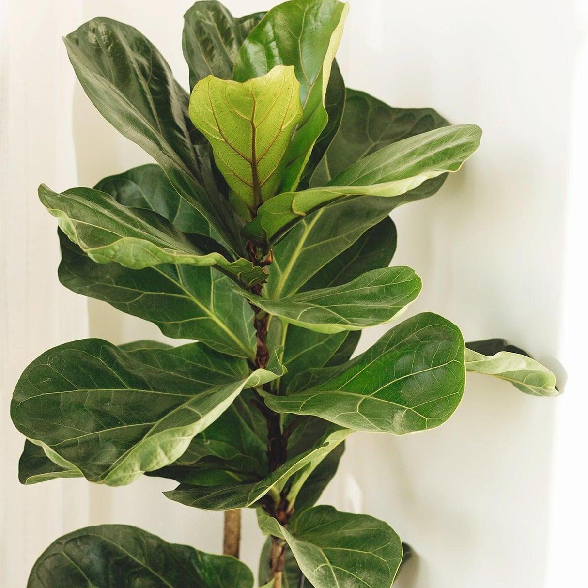 Fiddle Leaf Fig - Ficus Lyrata-Evergreen,Indoor,Moderate Water,Ornamental,Partial Shade,Slow Growing,Tree-Nursery Near Me