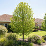 Field Maple