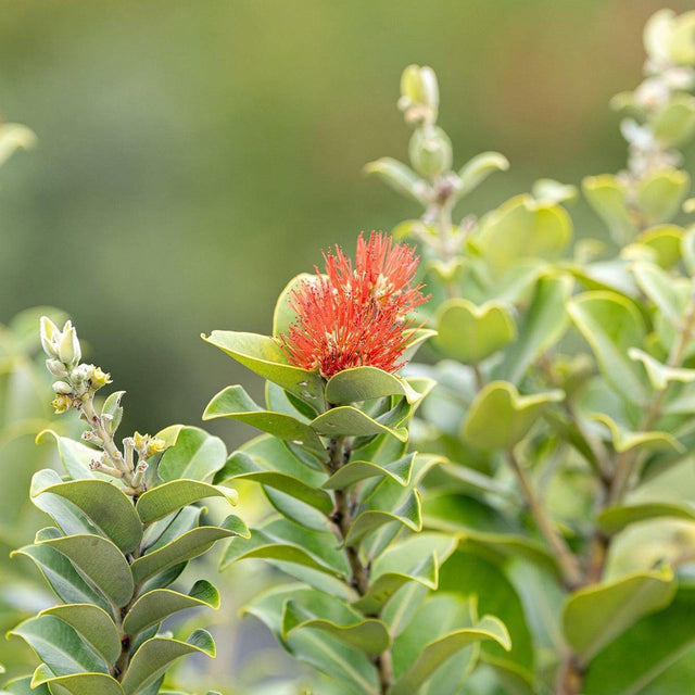 Fiji Fire Metrosideros - Metrosideros vitiensis 'Fiji Fire'-Evergreen,Fast Growing,Full Sun,Moderate Water,Outdoor,Screening,Shrub-Nursery Near Me