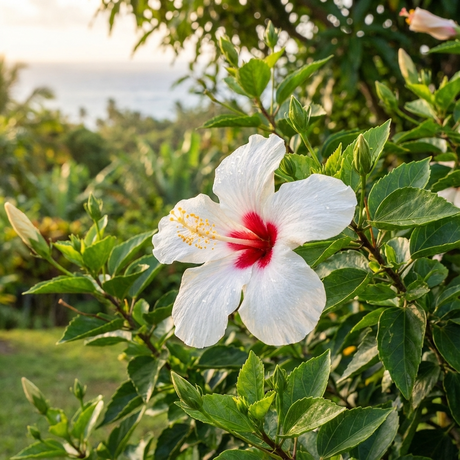 Fijian White Hibiscus - Hibiscus rosa sinensis 'Fijian White' displays white petals with a red center, blooming amid green foliage on an evergreen shrub, shown against a softly blurred outdoor backdrop.