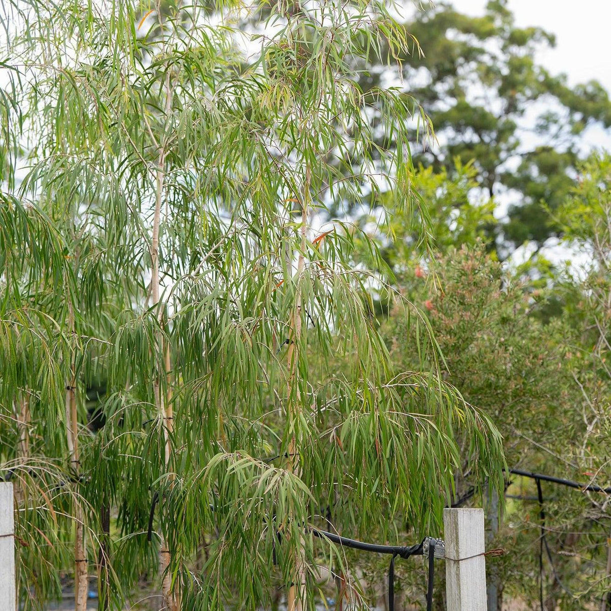 Fine Leaf Melaleuca - Melaleuca leucadendra 'Fine Leaf'-Evergreen,Full Sun,Moderate Growing,Moderate Water,Native,Outdoor,Screening-Nursery Near Me