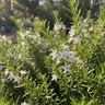 Fine Leaf Myoporum