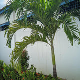 Fine Leaf Palm - Dypsis plumosa-Evergreen,Full Sun,Moderate Growing,Moderate Water,Outdoor,Palm,Tropical-Nursery Near Me