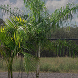 Fine Leaf Palm - Dypsis plumosa-Evergreen,Full Sun,Moderate Growing,Moderate Water,Outdoor,Palm,Tropical-Nursery Near Me