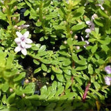 Close-up of Fine Leaf Pink Myoporum, with small white flowers featuring pink centers, flourishing as a drought-tolerant ground cover among lush green leaves.-Nursery Near Me