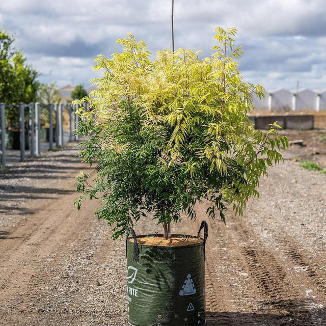 Fine Leaved Tuckeroo - Lepiderema pulchella-Evergreen,Full Sun,Moderate Growing,Moderate Water,Native,Outdoor,Tree-Nursery Near Me