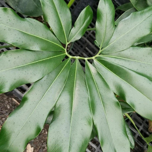 Finger Leaf Philodendron - Philodendron goeldii-Evergreen,Indoor,Moderate Water,Ornamental,Partial Shade,Slow Growing,Tropical-Nursery Near Me