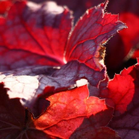 Fire Alarm Heuchera - Heuchera 'Fire Alarm'-Evergreen,Moderate Water,Ornamental,Outdoor,Partial Shade,Shrub,Slow Growing-Nursery Near Me