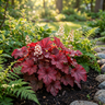 Fire Alarm Heuchera