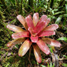 Fireball Bromeliad