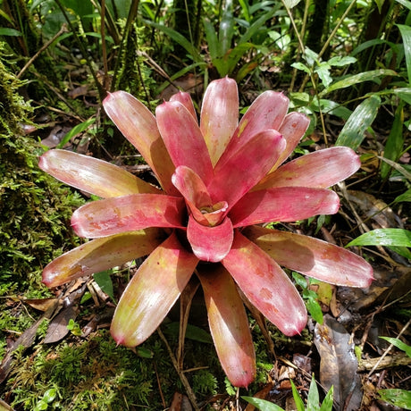 The Fireball Bromeliad - Neoregelia Fireball features wide leaves with vibrant pink and red foliage, thriving on the forest floor among lush green tropical plants.