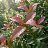 Red-tipped leaves with water droplets glisten in sunlight, surrounded by green foliage—a stunning Firescreen Lilly Pilly - Syzygium australe 'Firescreen' Acmena, perfect as a fast-growing garden or privacy hedge.