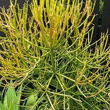 Firesticks Euphorbia - Euphorbia tirucalli 'Firesticks'-Evergreen,Fast Growing,Full Sun,Low Water,Ornamental,Outdoor,Succulent-Nursery Near Me