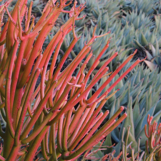 Firesticks Euphorbia - Euphorbia tirucalli 'Firesticks'-Evergreen,Fast Growing,Full Sun,Low Water,Ornamental,Outdoor,Succulent-Nursery Near Me