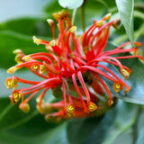The Firewheel Tree (Stenocarpus sinuatus) features bright red, wheel-shaped flowers with curling petals, surrounded by green leaves, adding vibrant color to any garden.