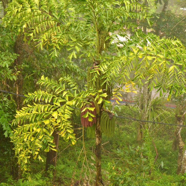 Fishtail Palm - Caryota mitis-Evergreen,Moderate Growing,Moderate Water,Outdoor,Palm,Partial Shade,Tropical-Nursery Near Me