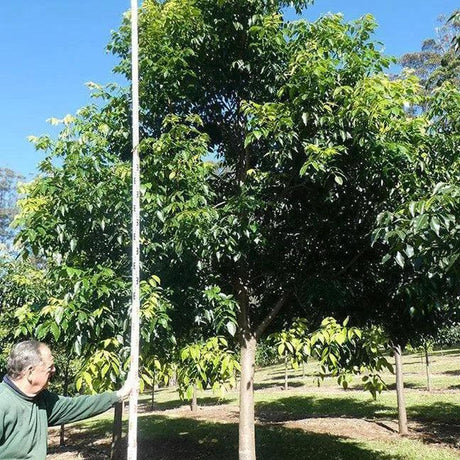 A person measures a tall, leafy Flindersia pimenteliana (Rose Silkwood) - Ex Ground tree in the sun, highlighting its impressive instant landscape value.