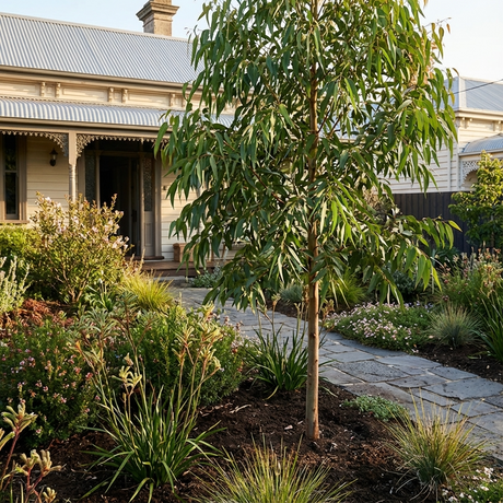 A garden featuring a young Flooded Gum - Eucalyptus grandis and assorted shrubs borders a stone path that leads to a Victorian-style house.
