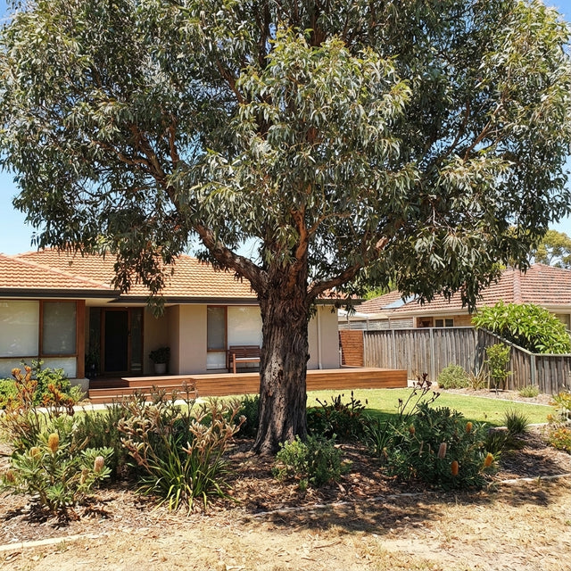A Flooded Gum (Eucalyptus rudis), a fast-growing Australian native with dense foliage, stands in front of a single-story house with a garden.