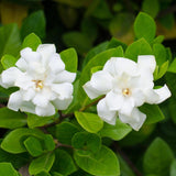 Florida Gardenia - Gardenia augusta 'Florida'-Evergreen,Flowering,Moderate Water,Outdoor,Partial Shade,Shrub,Slow Growing,Tropical-Nursery Near Me