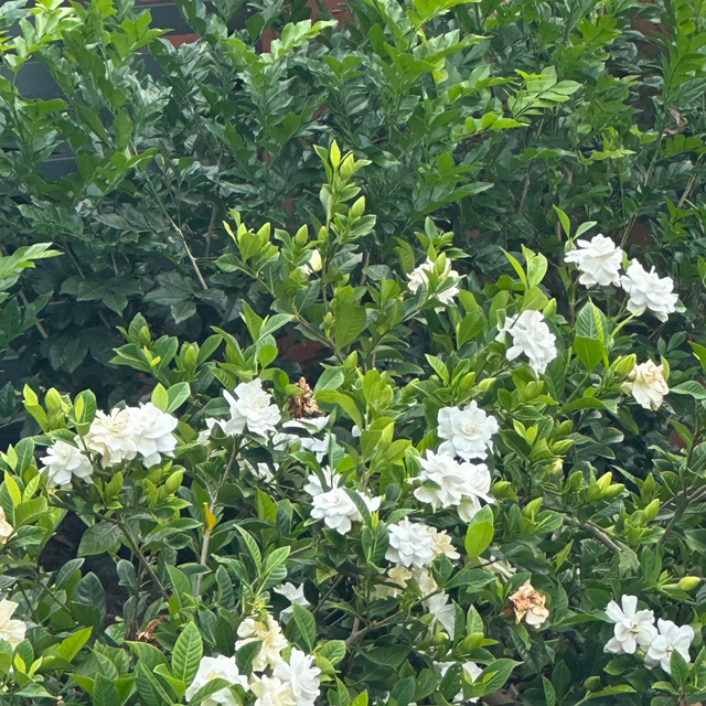 Florida Gardenia - Gardenia augusta 'Florida'-Evergreen,Flowering,Moderate Water,Outdoor,Partial Shade,Shrub,Slow Growing,Tropical-Nursery Near Me