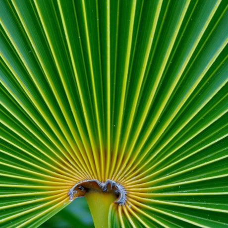 Florida Thatch Palm - Thrinax radiata-Evergreen,Full Sun,Moderate Water,Outdoor,Palm,Slow Growing,Tropical-Nursery Near Me