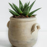 Flow Gasteria