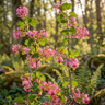 Flowering Currant