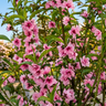 Flowering Peach