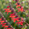 Flowering Sage