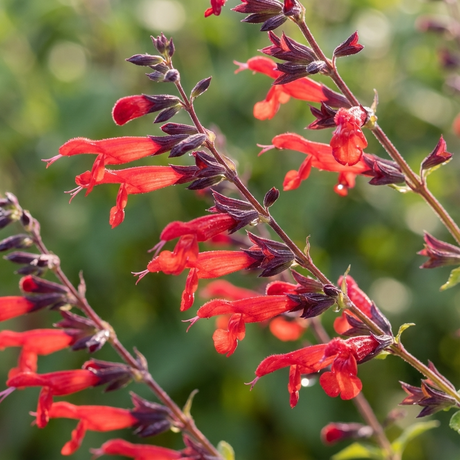 Red tubular flowers with purple-tipped buds on green stems, set against a blurred green background—an eye-catching display from Flowering Sage - Salvia ‘Tequila’.