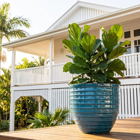 A fiddle leaf fig in the 550mm Forest Green Cosette Egg planter sits on a wooden deck in front of a white house with a porch.