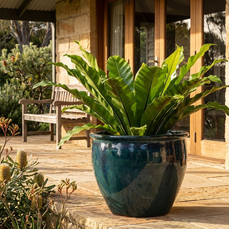 A large plant in a Forest Green Jardin Planter (various sizes available) sits on a stone patio in front of a wooden door and bench.
